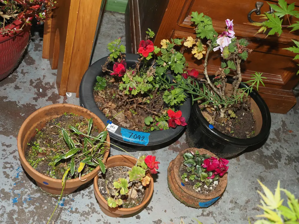 5x garden planters and plants -  Image 1++