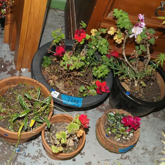 5x garden planters and plants - 