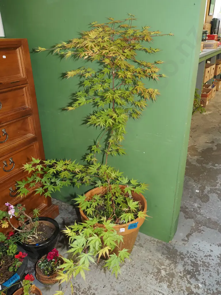 maple in terracotta planter Overall H1300 Image 1++