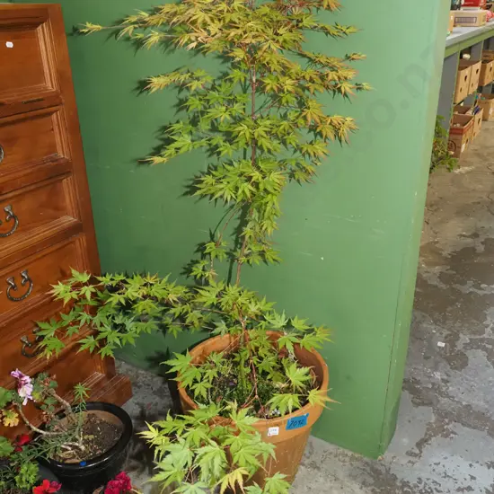 maple in terracotta planter Overall H1300