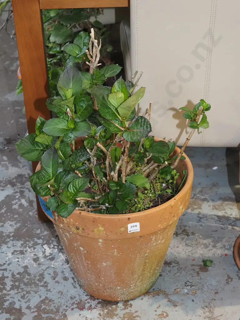 hydrangea in terracotta planter H650 Image 1++