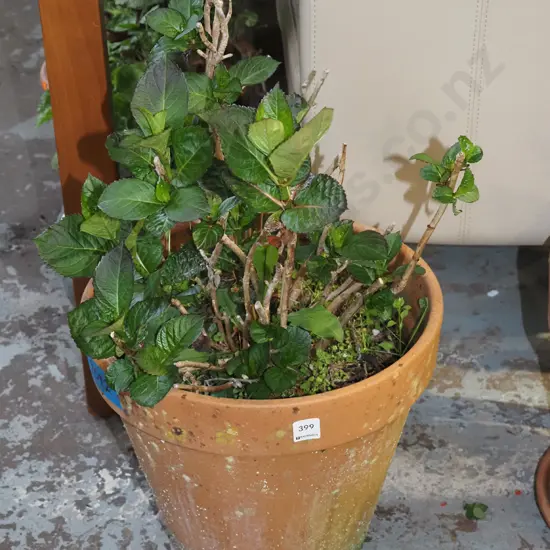 hydrangea in terracotta planter H650