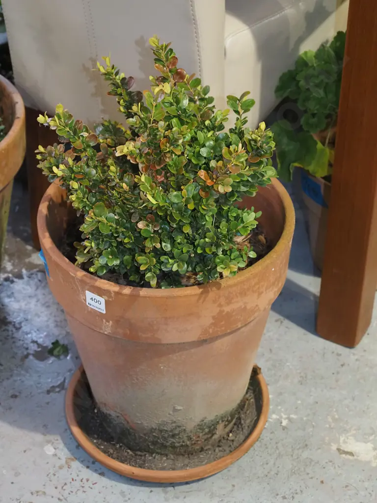 buxus in terracotta planter H590 Image 1++