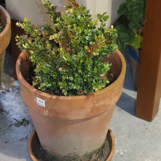 buxus in terracotta planter H590