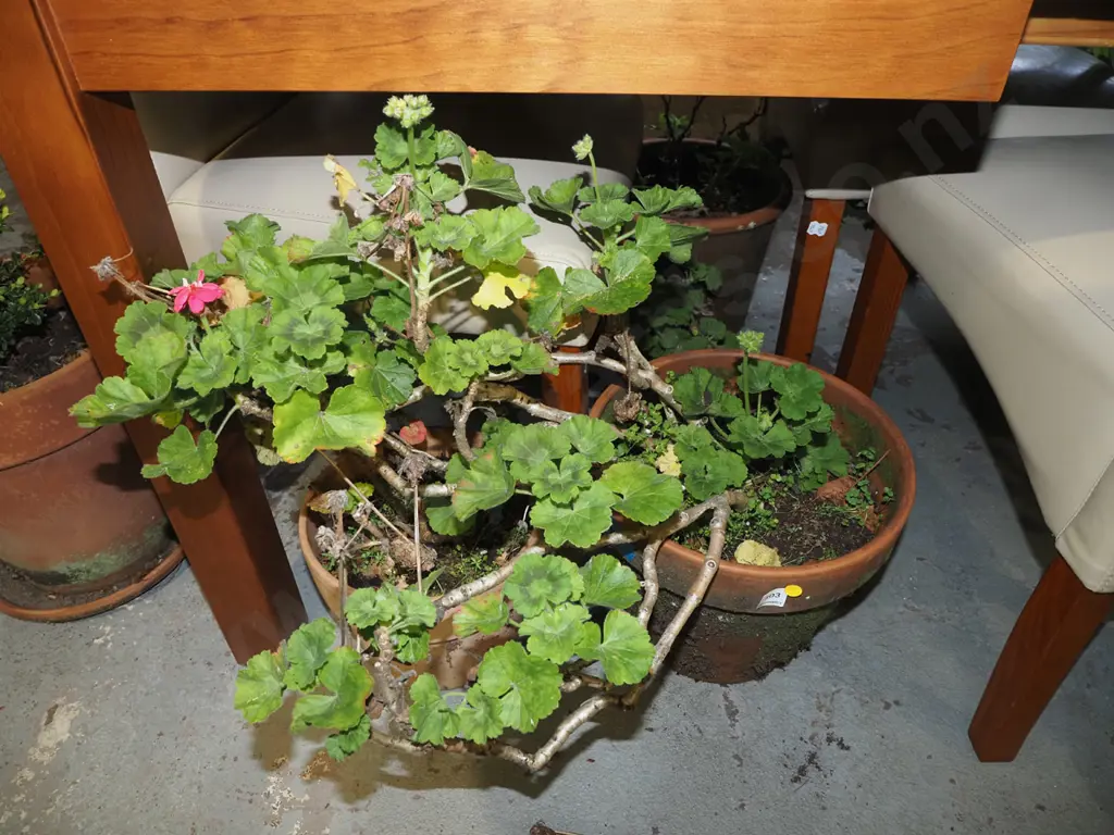 2x geraniums in terracotta planters Image 1++