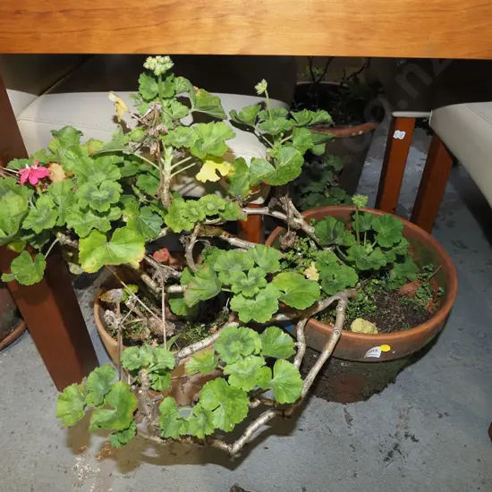 2x geraniums in terracotta planters