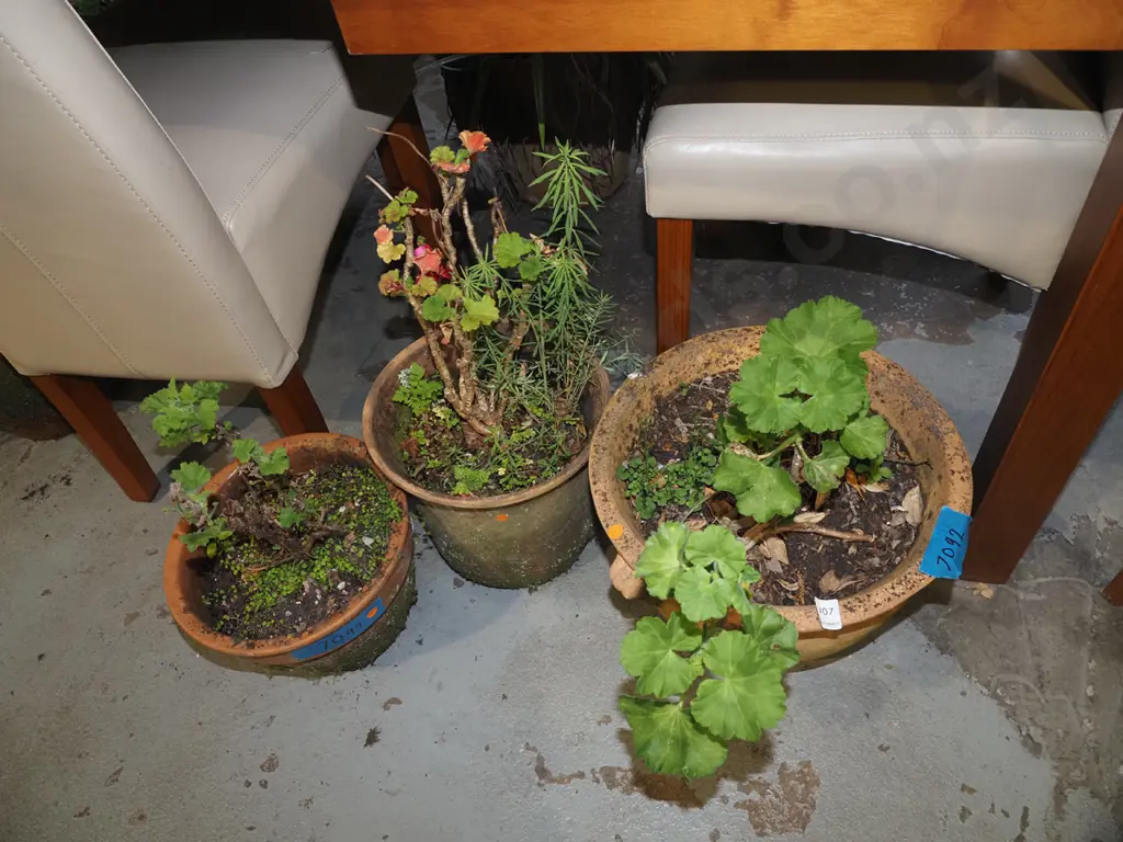 3x geraniums in terracotta planters Image 1++