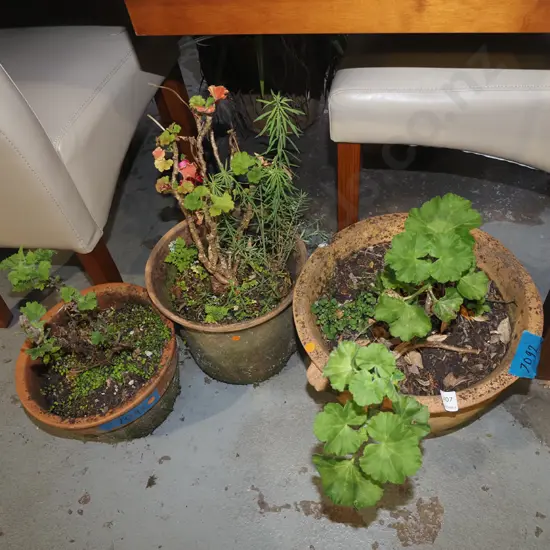 3x geraniums in terracotta planters