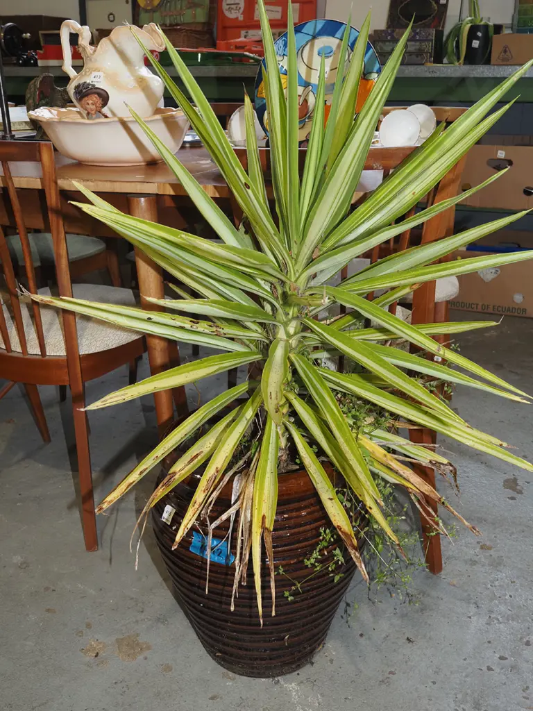 variegated cabbage tree in ribbed planter Overall H1000 Image 1++