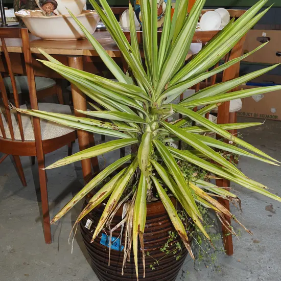 variegated cabbage tree in ribbed planter Overall H1000