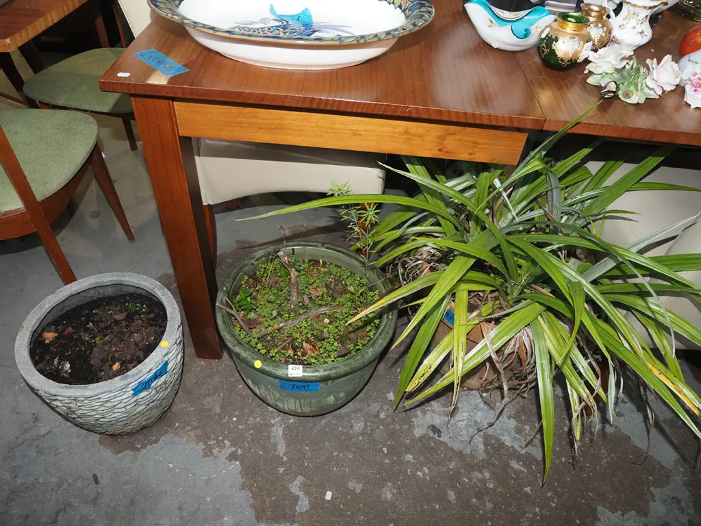 3x planters - unknown plants H600 Image 1++
