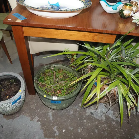 3x planters - unknown plants H600