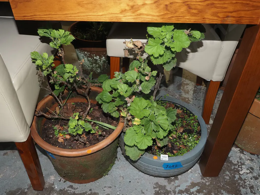 2x potted geraniums - orange dots Image 1++