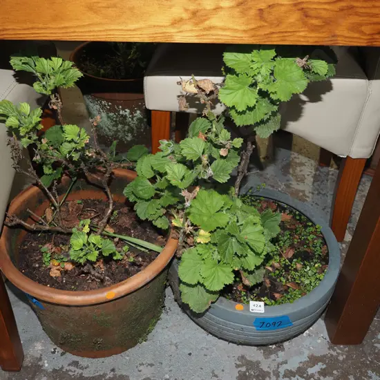 2x potted geraniums - orange dots