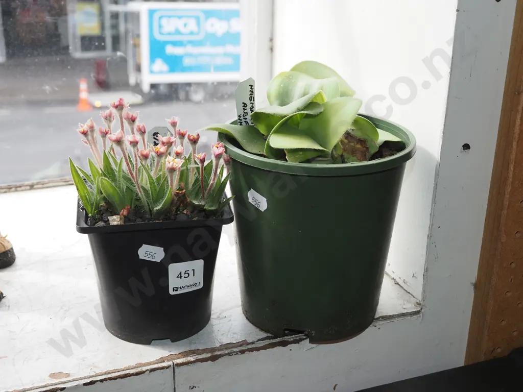 potted rhodohypoxis, white blood lily Image 1++