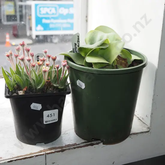 potted rhodohypoxis, white blood lily