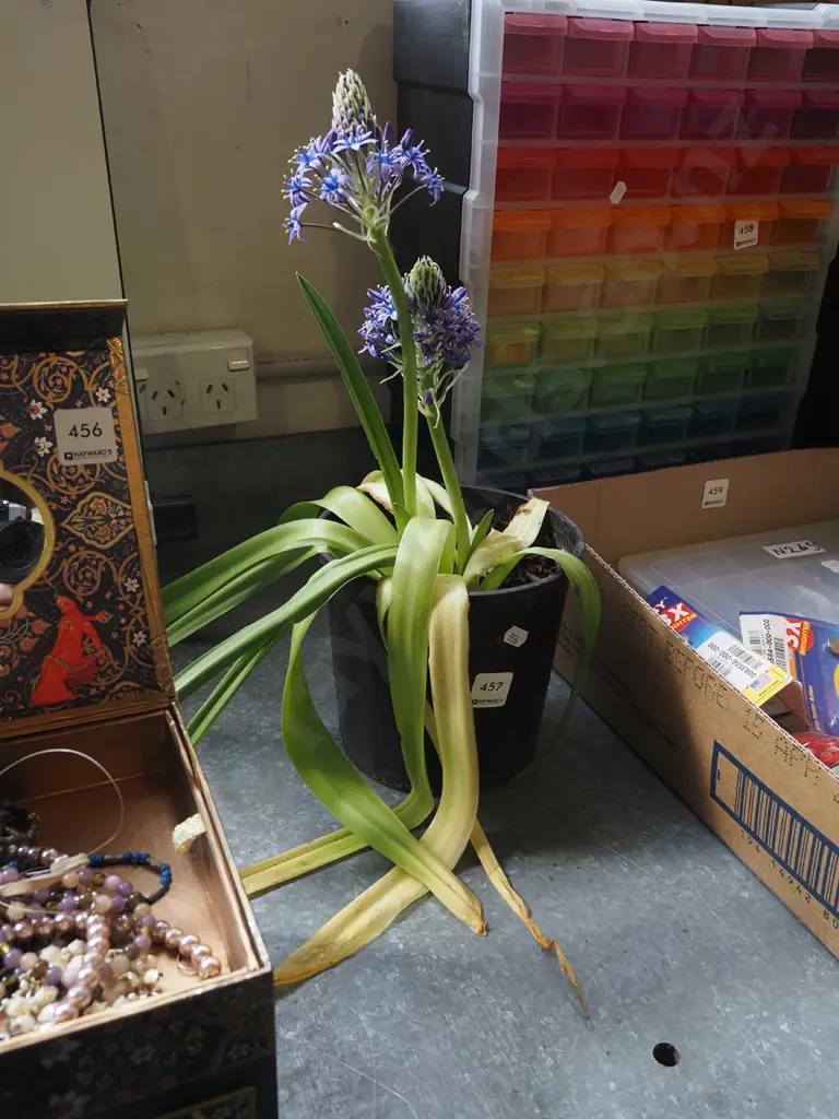 potted scilla peruviana Image 1++