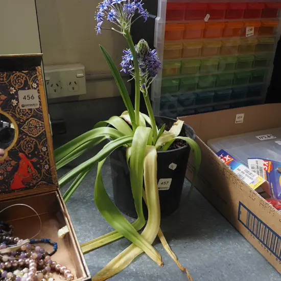 potted scilla peruviana