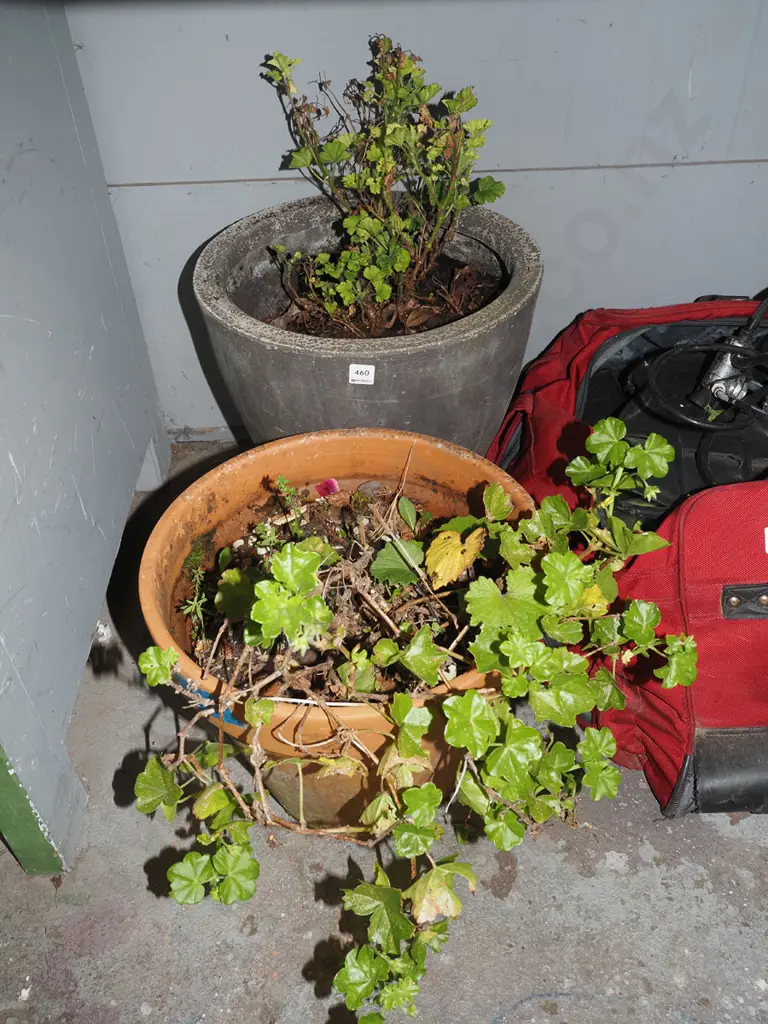 2x geraniums in garden planters Tallest H410 Image 1++