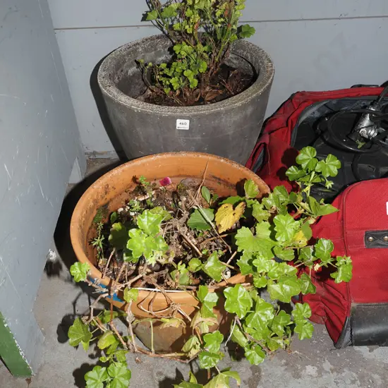2x geraniums in garden planters Tallest H410
