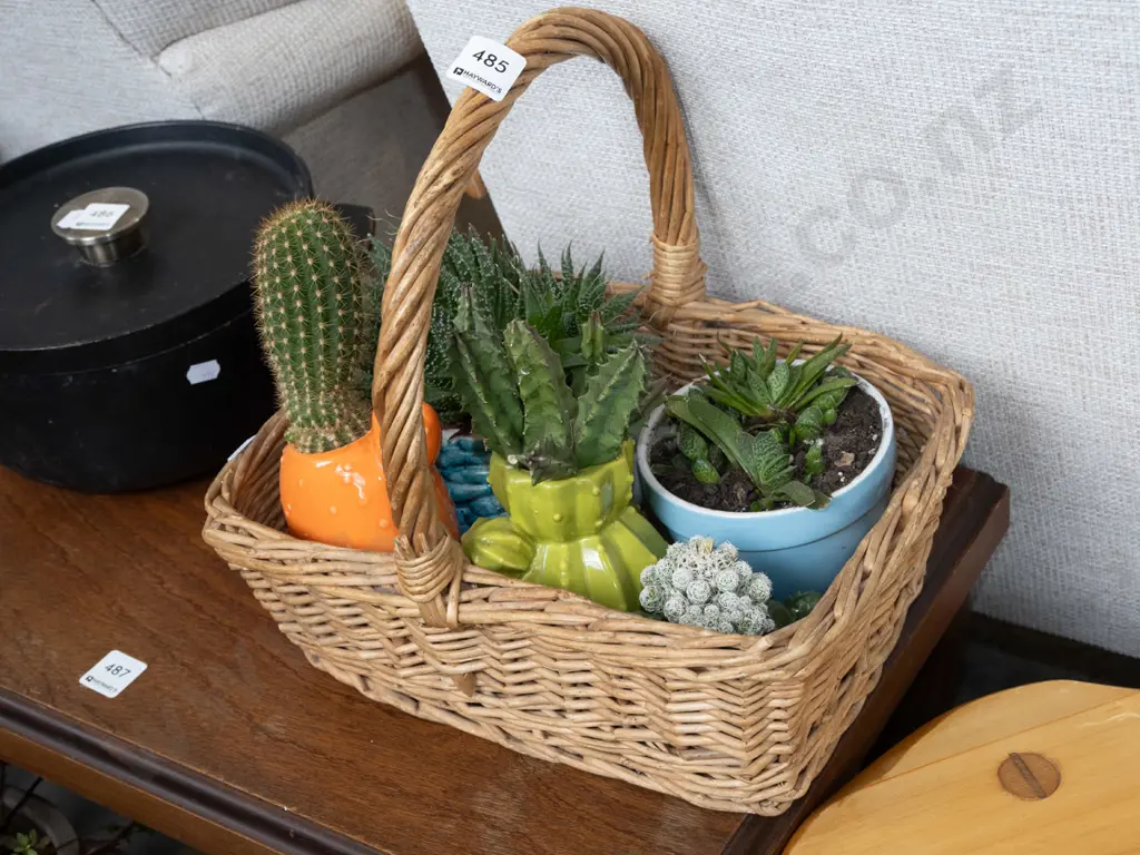 cane basket and various succulents in planters Image 1++