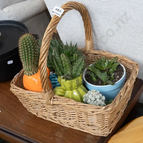 cane basket and various succulents in planters