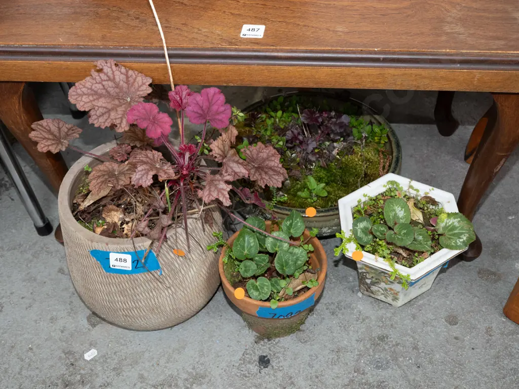 4x plants in small planters - orange dots Image 1++