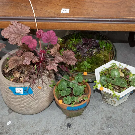 4x plants in small planters - orange dots