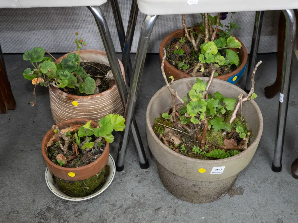 4x geraniums in garden planters - yellow dots Image 1++
