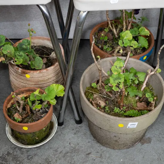 4x geraniums in garden planters - yellow dots