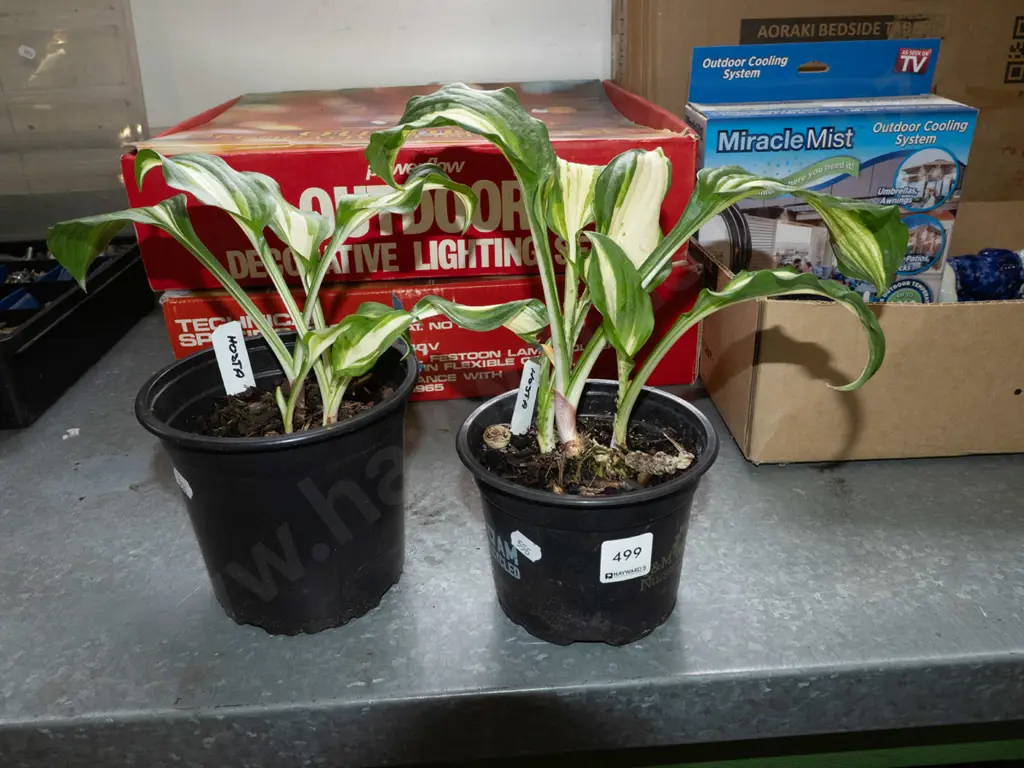 2x potted variegated hostas Image 1++