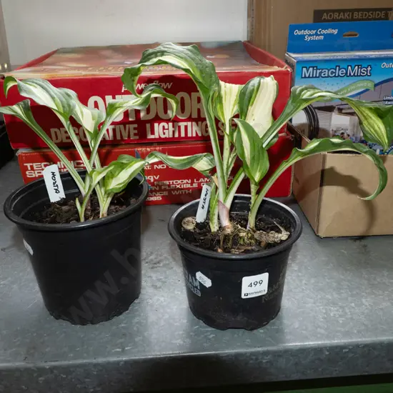 2x potted variegated hostas