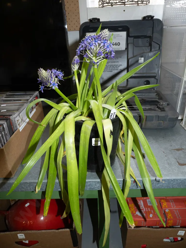 potted scilla peruviana Image 1++
