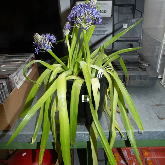 potted scilla peruviana