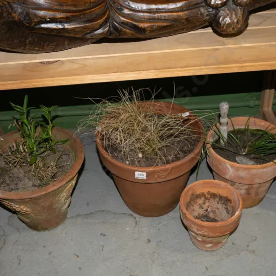 4x terracotta planters and plants