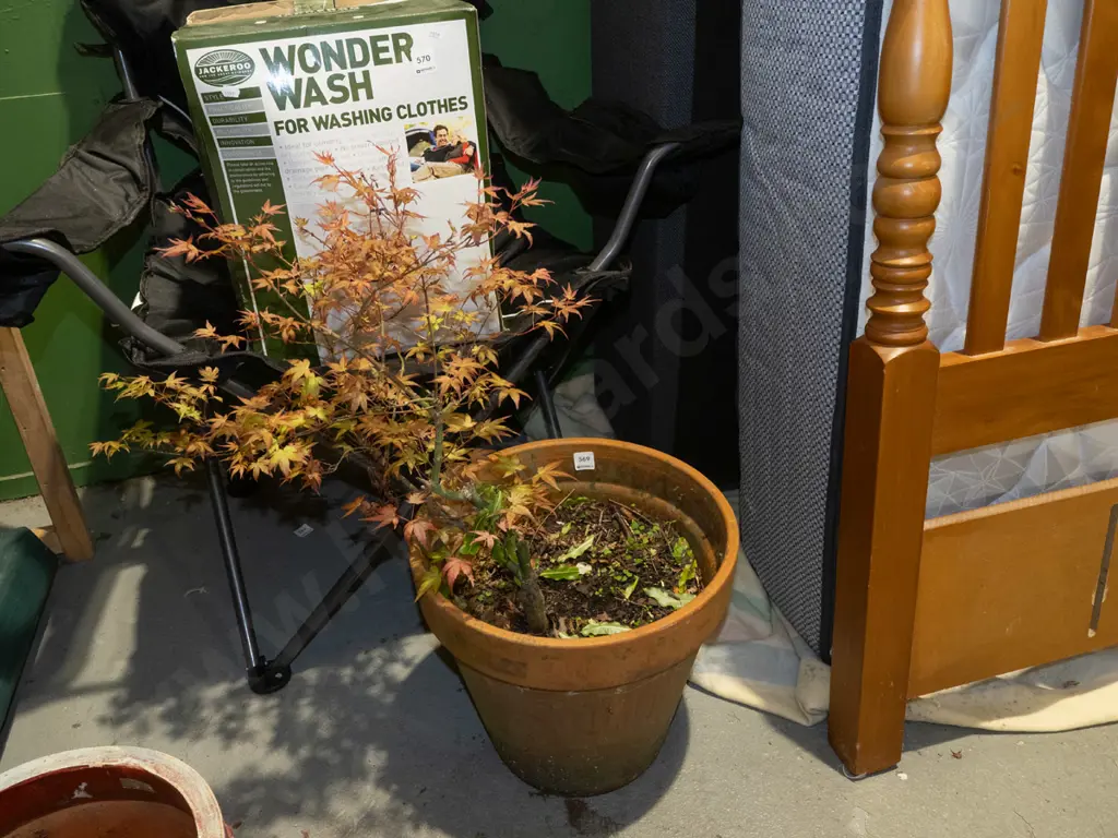 maple tree in terracotta planter H790 Image 1++