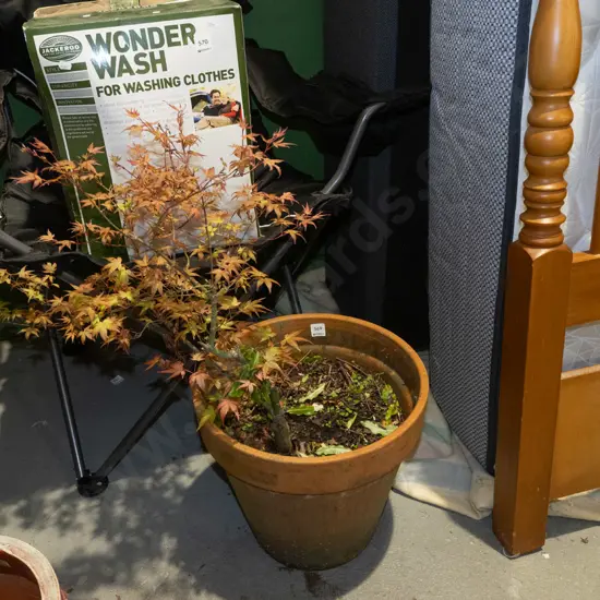 maple tree in terracotta planter H790