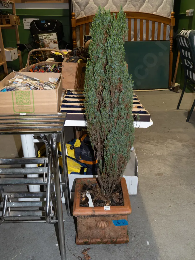 conifer in terracotta garden planter H1000 Image 1++