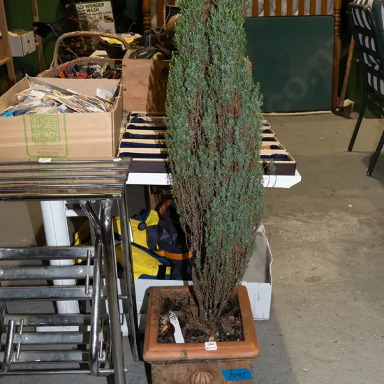 conifer in terracotta garden planter H1000