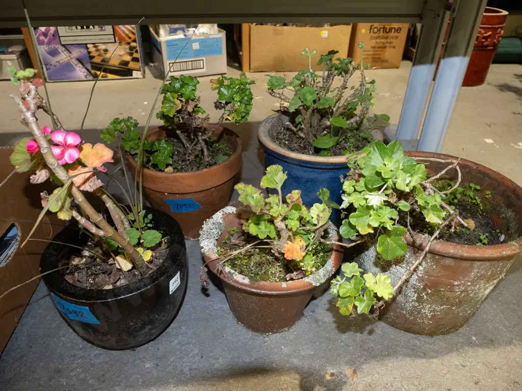 5x small planters with plants Image 1++