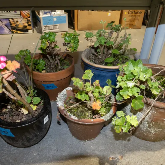 5x small planters with plants