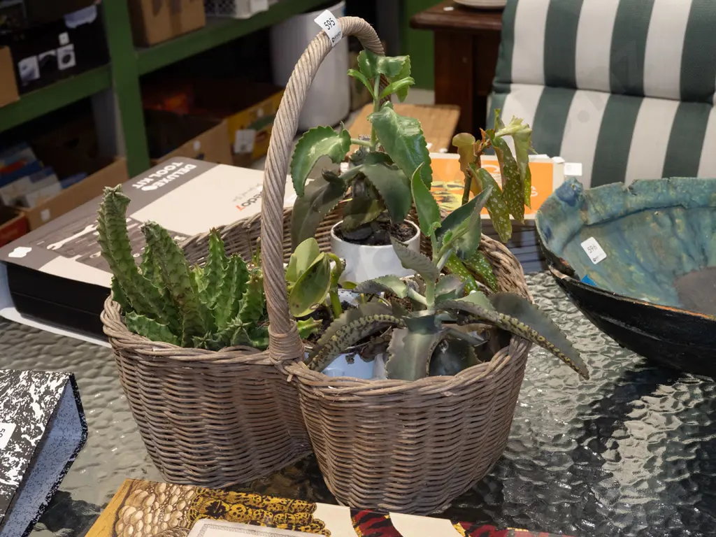 cane basket and succulents in planters Image 1++