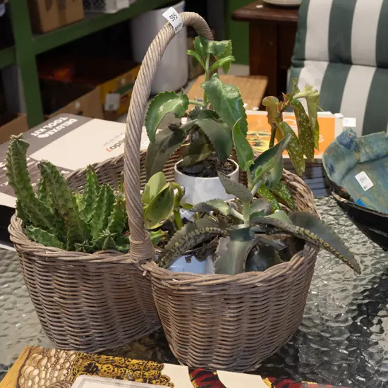 cane basket and succulents in planters
