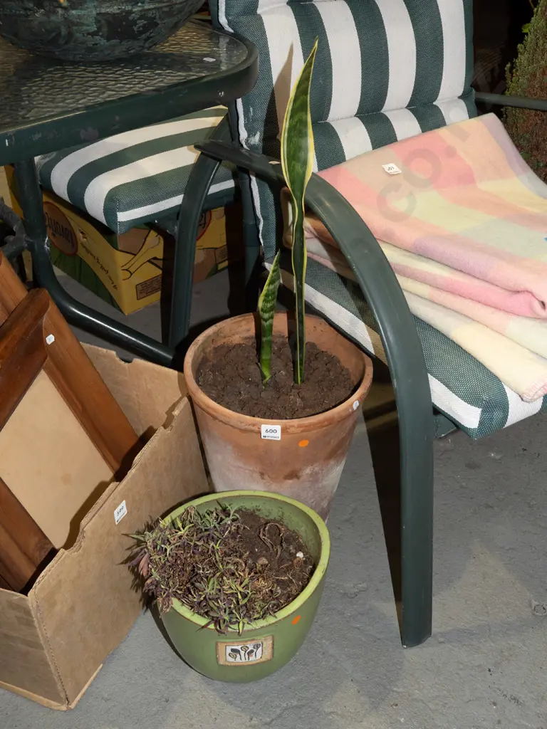 2x plants in planters Tallest planter H350 - orange dots Image 1++