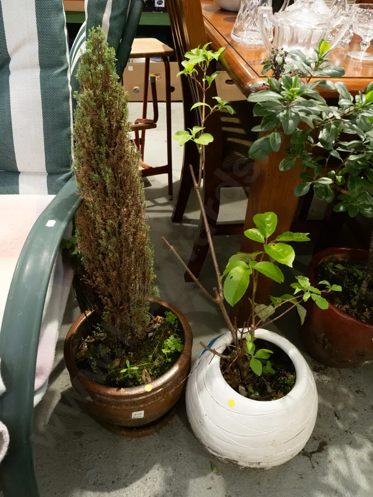 2x plants in garden planters - yellow dots Image 1++