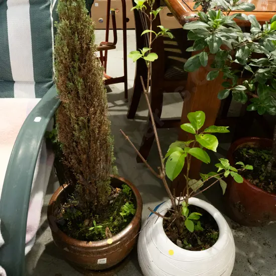 2x plants in garden planters - yellow dots