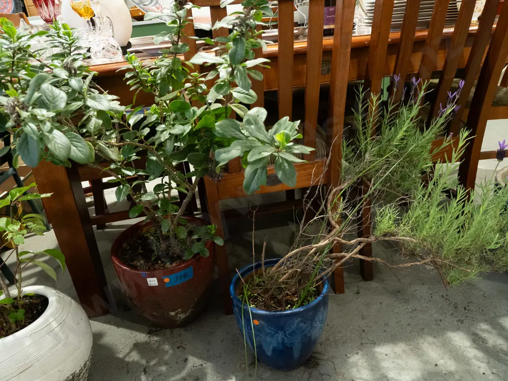 2x plants in garden planters - orange dots H900 Image 1++