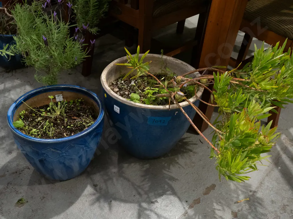 2x blue glazed planters and plants Tallest H530 Image 1++