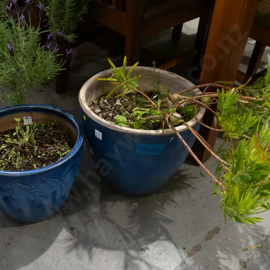 2x blue glazed planters and plants Tallest H530