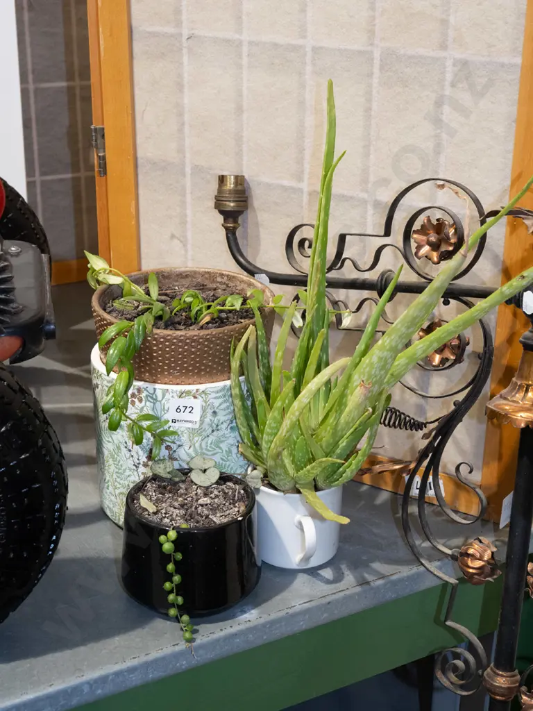 3x succulents in small planters Image 1++